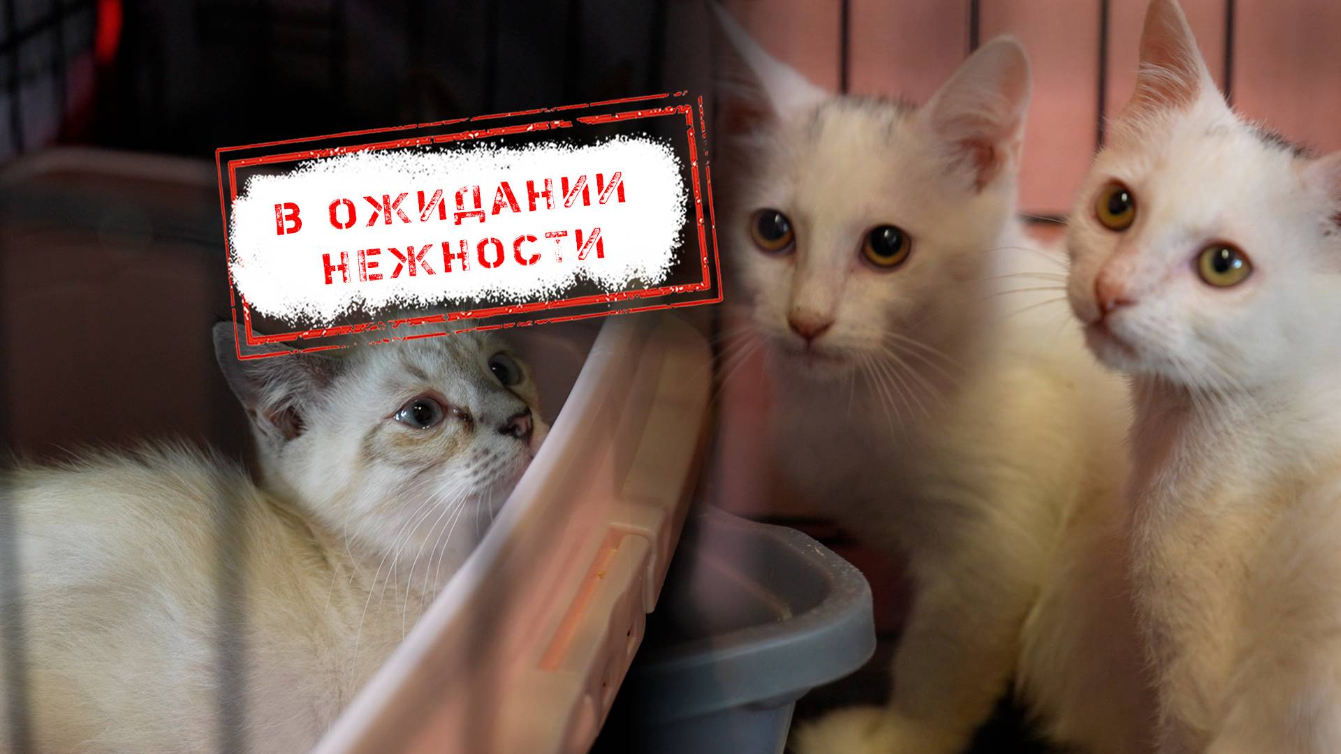 НОВОСТИ КАМЧАТКИ: В ОЖИДАНИИ НЕЖНОСТИ