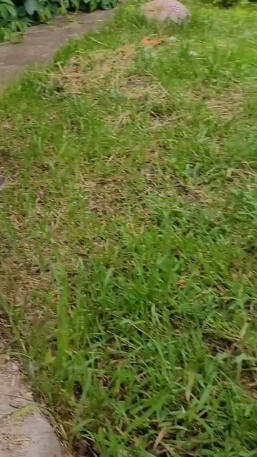 Травоядные 🐶😼