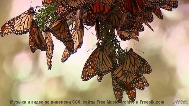 Этот трек откроет вам совершенно другую Землю - Find Me The Pulse Of The Universe -- Laetitia Sadier