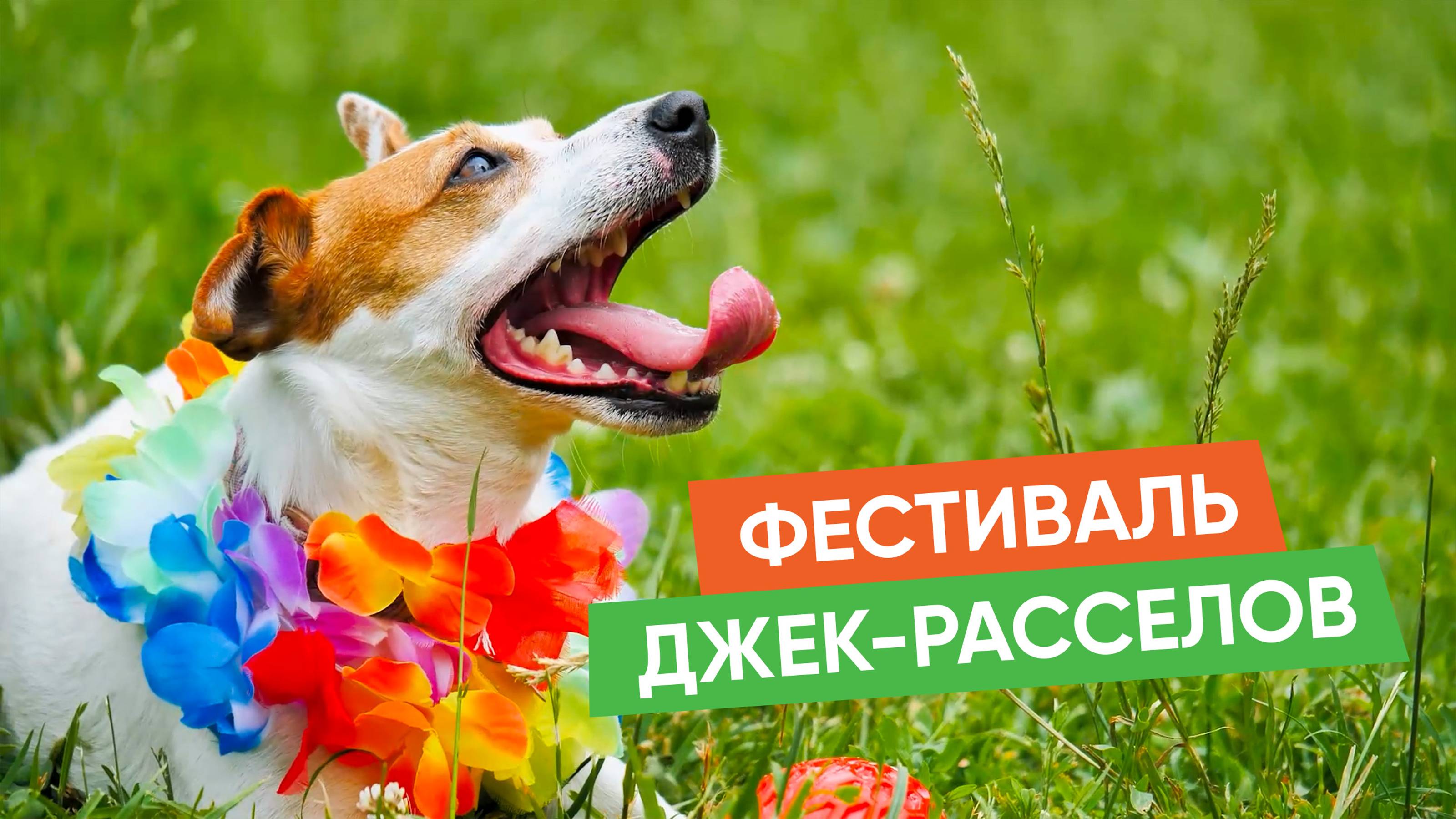 Фестиваль Джек-Расселов в Москве