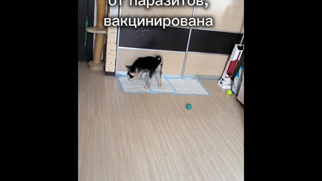 Энни ждёт свою семью