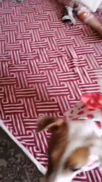 VID-20250526-WA0004.mp4