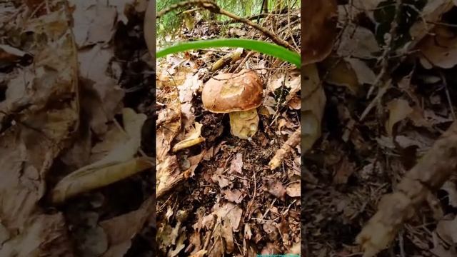 Июньские красавчики!