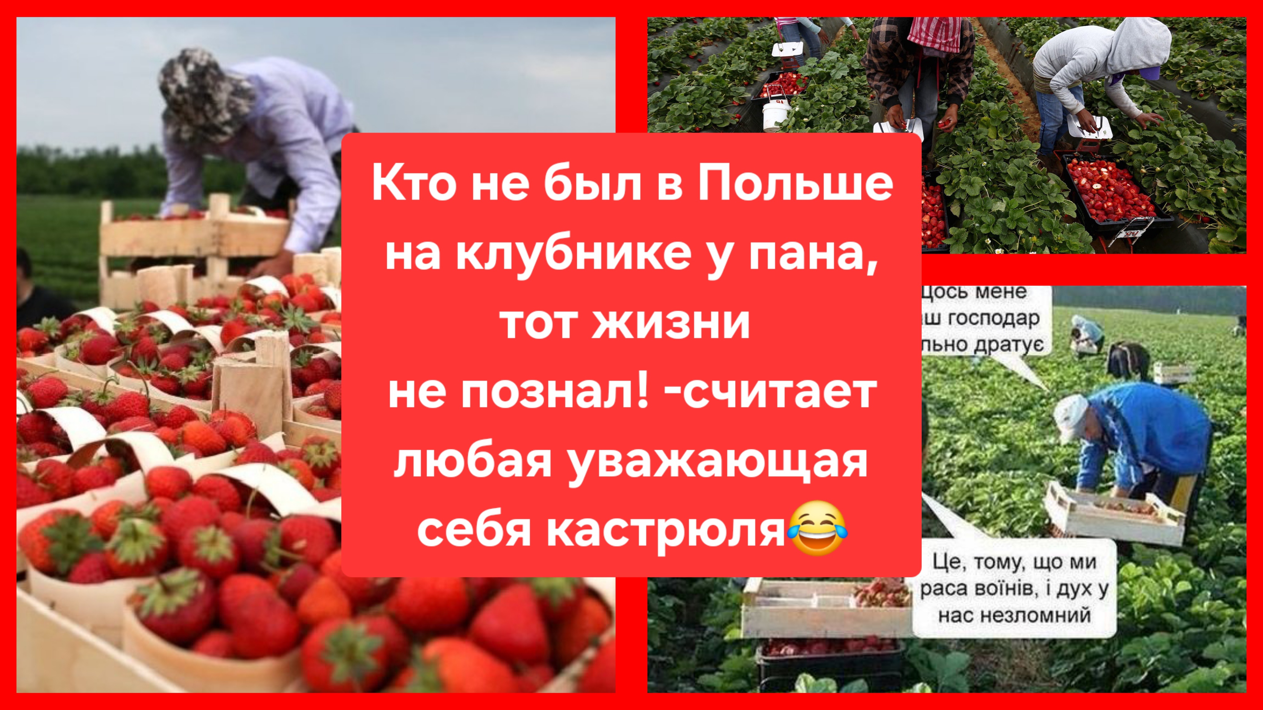 Кто не был в Польше на клубнике у пана, тот жизни не познал!