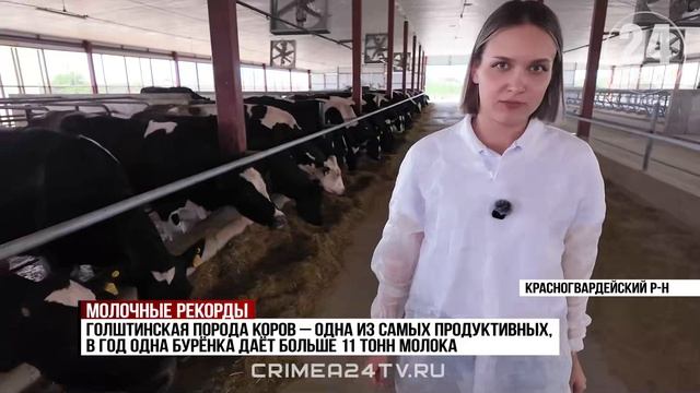 За последние полгода поголовье крупного рогатого скота в Крыму увеличилось на 7%