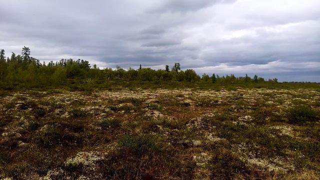 Тундра зацвела