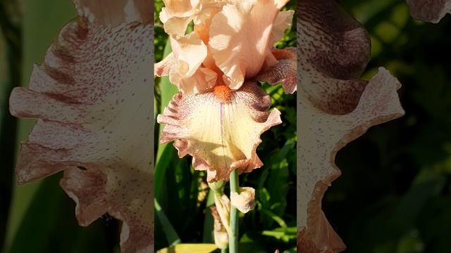 ирис PINCH OF NUTMEG