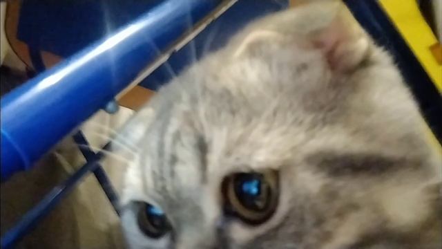 МОЙ КОТ СНЯЛ НОВОЕ ВИДЕО