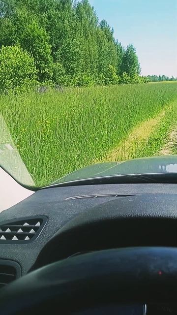Трава по пояс.