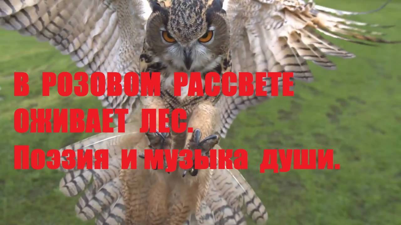 В РОЗОВОМ РАССВЕТЕ ОЖИВАЕТ ЛЕС. Автор стихотворения А. Соколов. Автор видеоролика В. Голикова.
