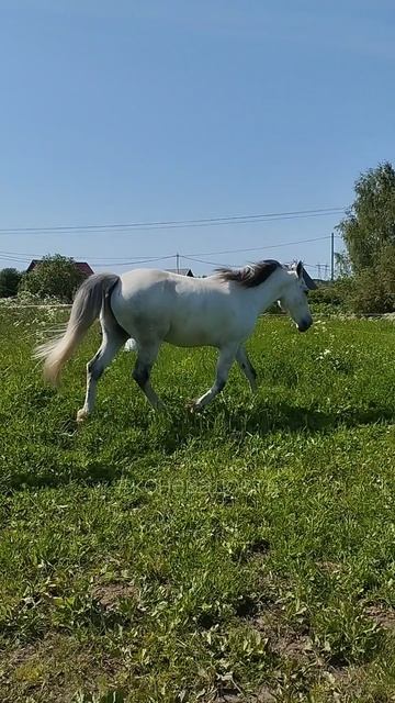 Куси его за попку!😊 #лошадки #лошади #конерадость