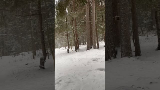Карельский зимний лес