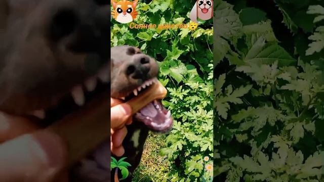 Сонное царство
