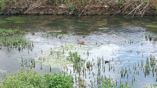 Байбери (Бибери), Котсволдс, Англия (Bibury, Cotswolds, England)