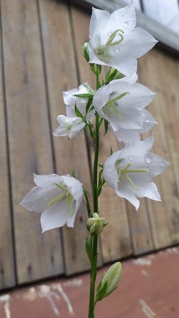 18.6.25