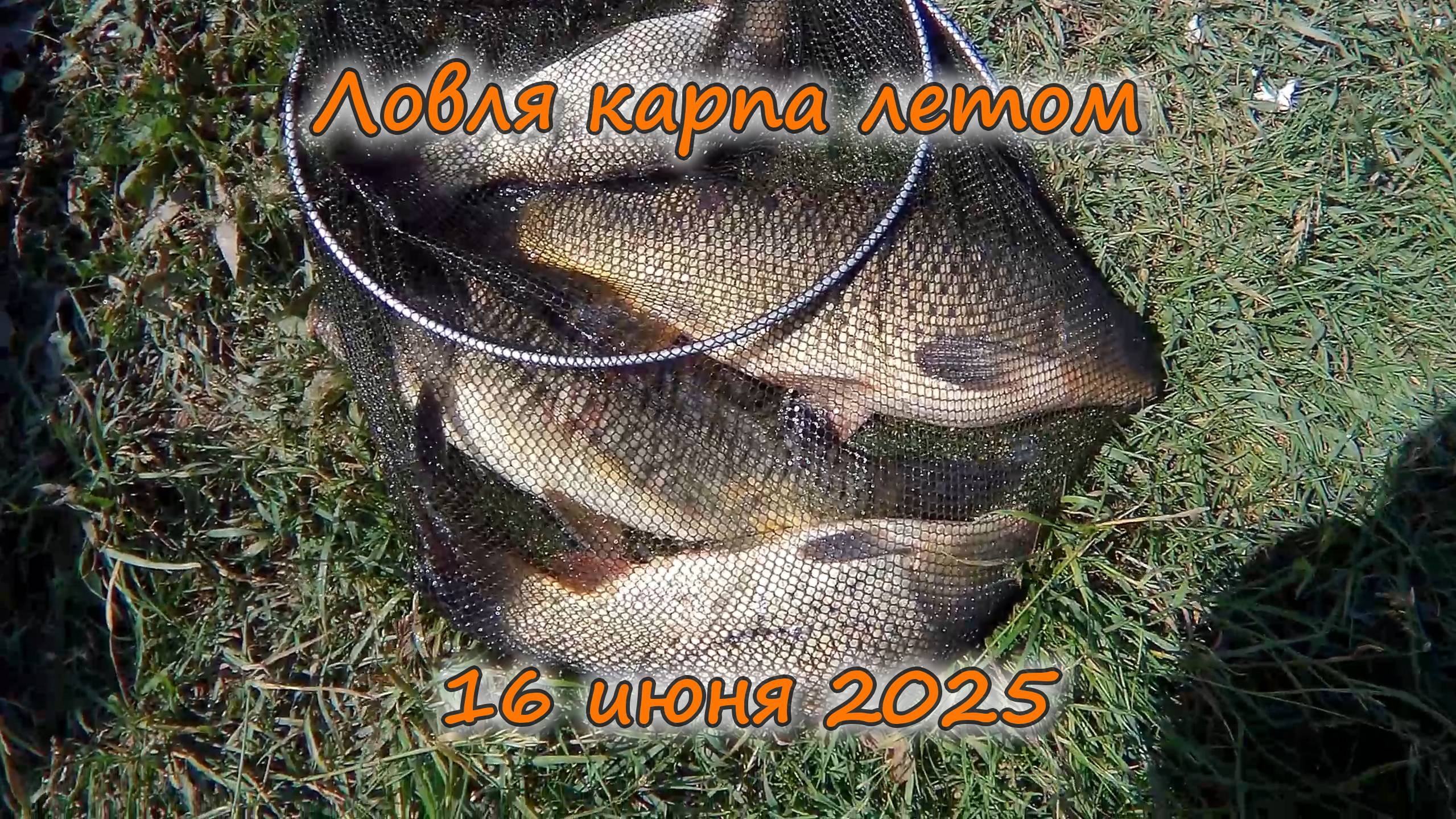 Ловля карпа летом 16 июня 2025