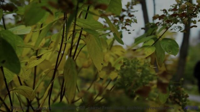 Это видео - как медитация для уставшей души! - Ha, my pilot is half way to the palm rain -- A Tape F