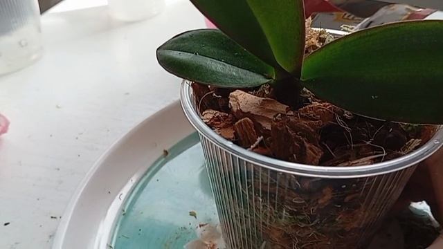Пересадка ДЕТОК орхидеи Сплит. 🌱🌺