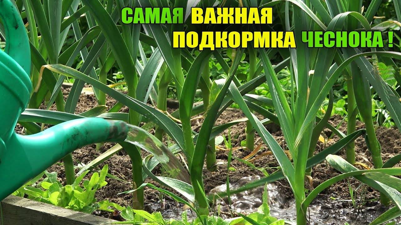 ЧЕСНОК сформирует огромную головку, НЕ ПРОПУСТИТЕ последнюю ПОДКОРМКУ!