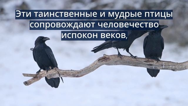 Happy_Raven_Day (1)