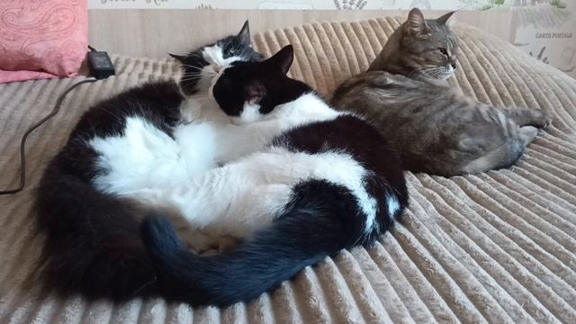 Котики