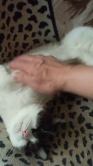 Рабочие будни 😸