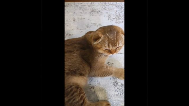 1000060515.mp4
