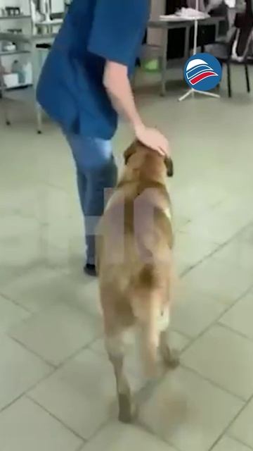 Бездомный пёс самостоятельно пришёл в ветклинику за лечением