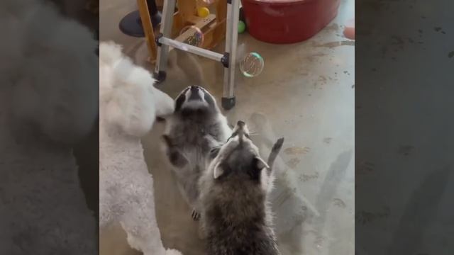 Еноты 🦝