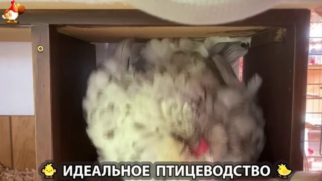 Идеальное птицеводство достойно восхищения 🐓🦆🦢🦚🦃🐔 эпизод (257)