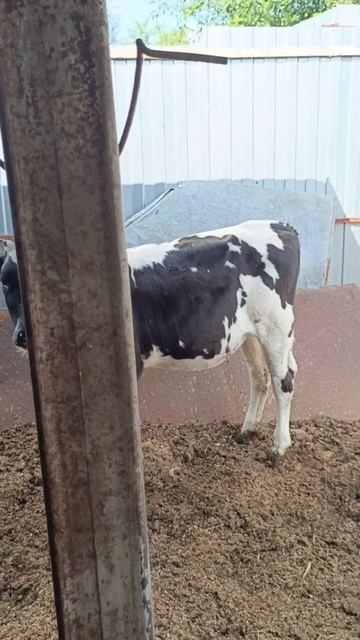 побегушки голштинской тёлочки 🐄