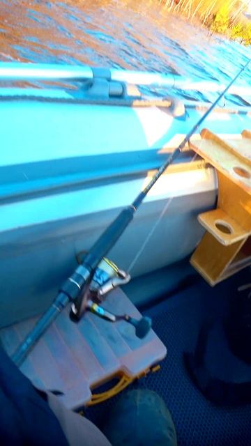 УТРЕННИЙ СУДАК! #shorts #рыбалка #fishing #рыба #fish #эдвардкосичка #природа #nature #отдых #rest