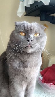 Каждый день у Леопольда