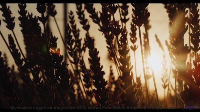 Поля разгораются красками вместе с мелодией - Shooting Star -- Kirk Osamayo -- Season Two (PURPLE)