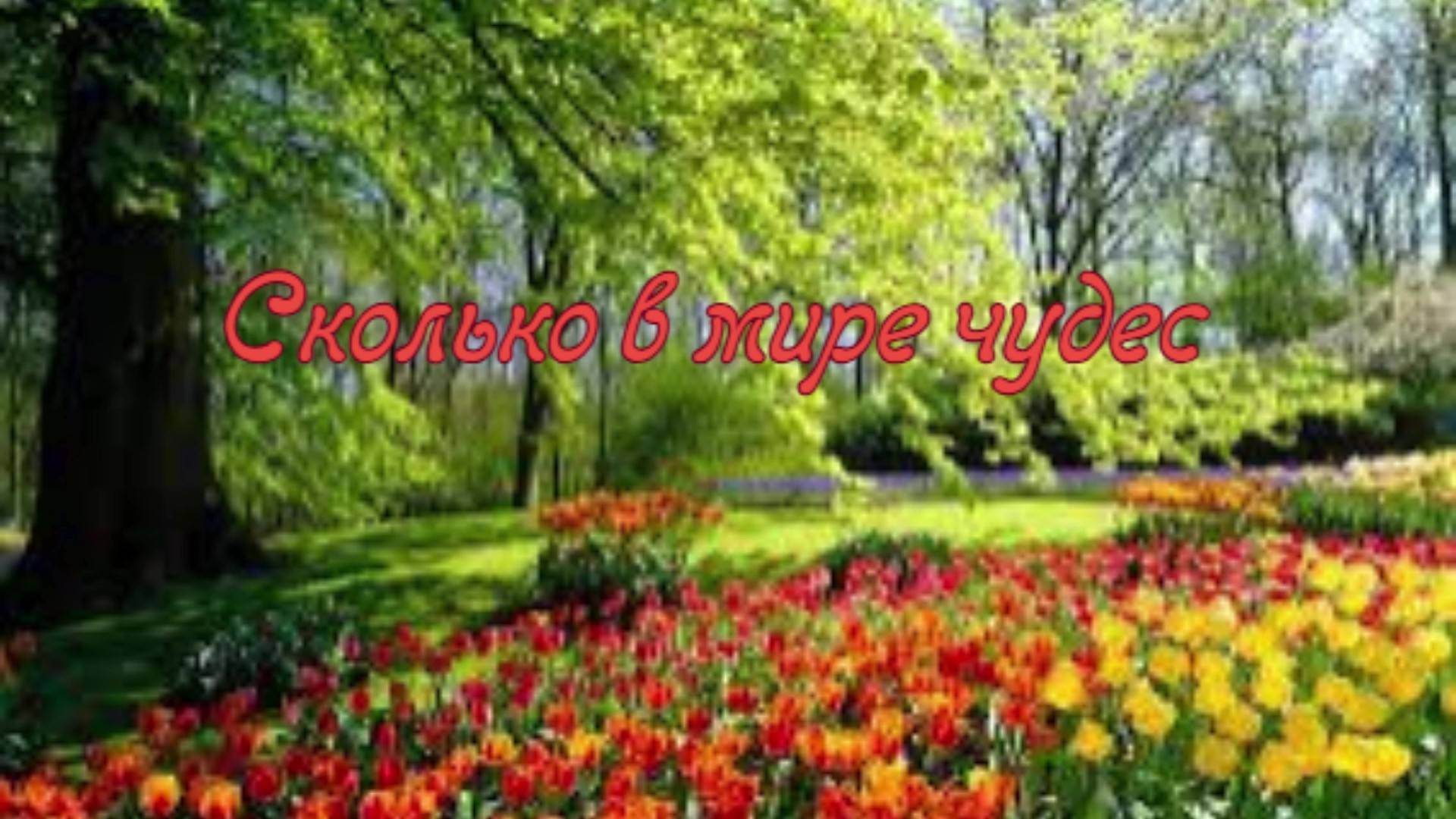 Сколько в мире чудес