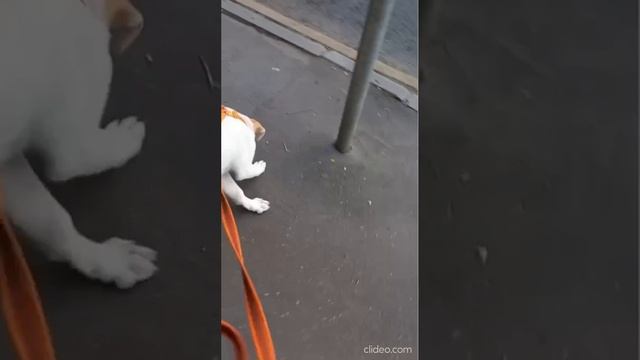 Милая щенуля Веста ищет дом❤️