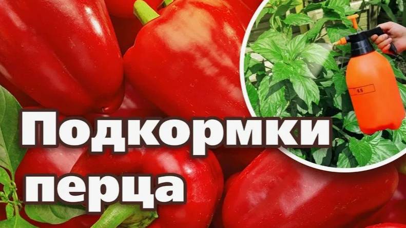 ДВЕ ПОДКОРМКИ ДЛЯ ПЕРЦА, ЗАВЯЗЕЙ В 2 РАЗА БОЛЬШЕ!