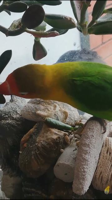 Snapchat-1581858714.mp4