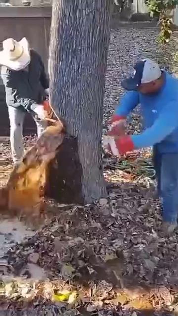 Порыв дерева