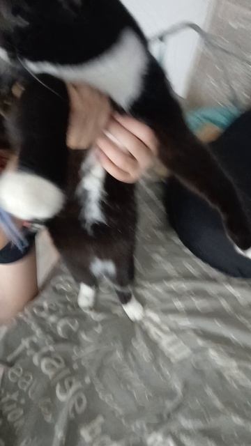 у Дианы живёт слепой котик ❤️🩹