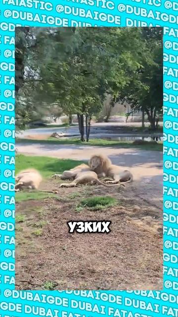 Настоящая дикая Африка в Дубае #shorts