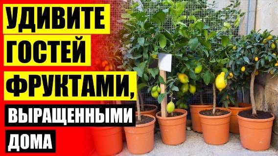 🔥 Павловский питомник лимонов