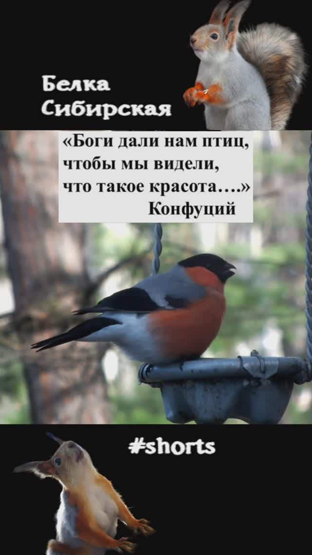 Снегирь прилетает на кормушку