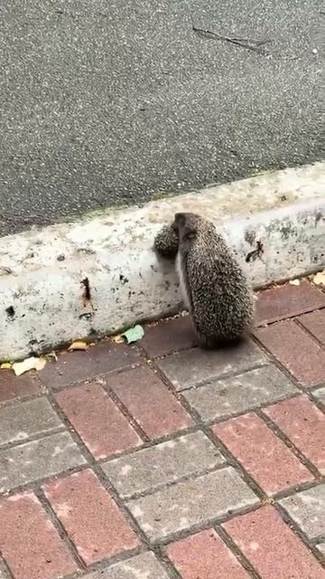 🦔Милота дня: в Раменском заметили маму-ежиху, которая переносит своего малыша через дорогу.
