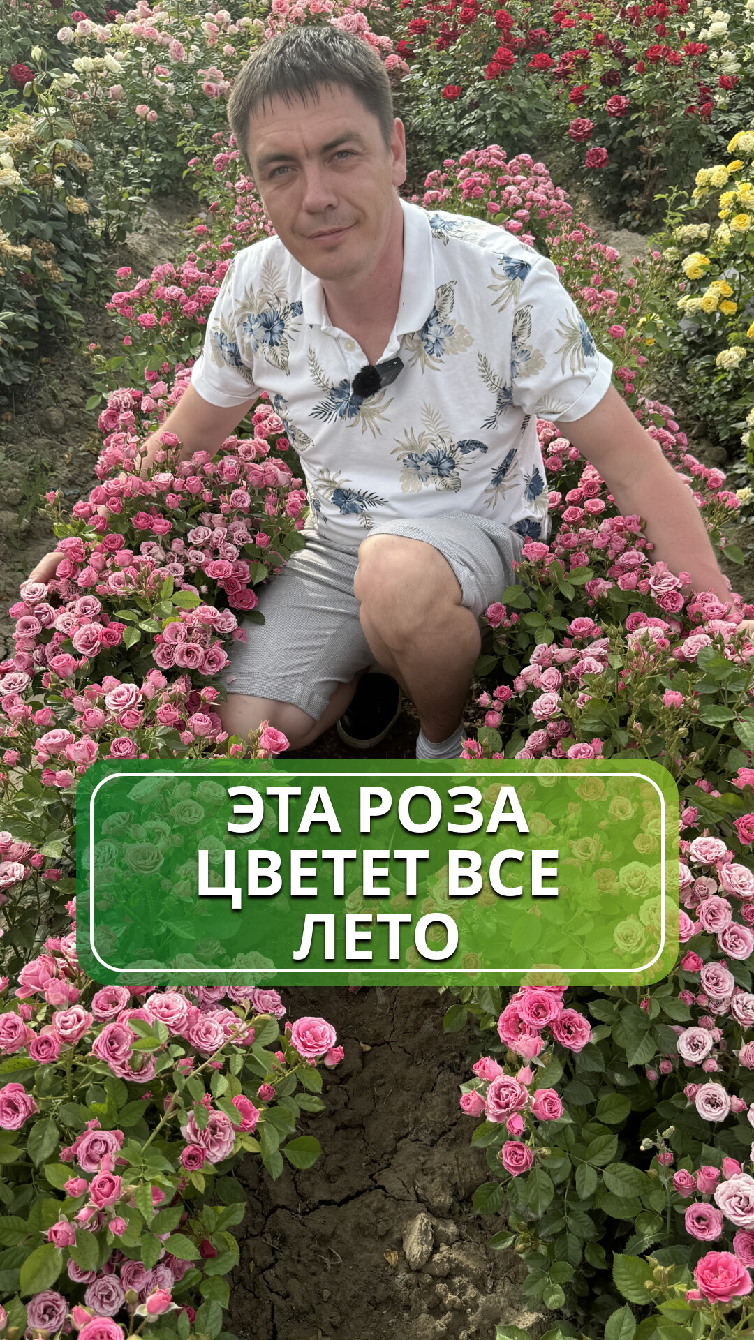 🌹✨ Роза Лидия — порадует цветением все лето  ✨🌹