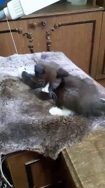 ЧиЖик