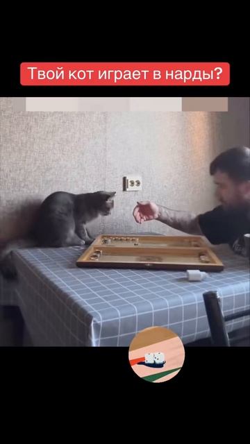 кот играет в нарды