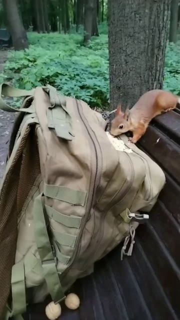 Бельчонок любопытный