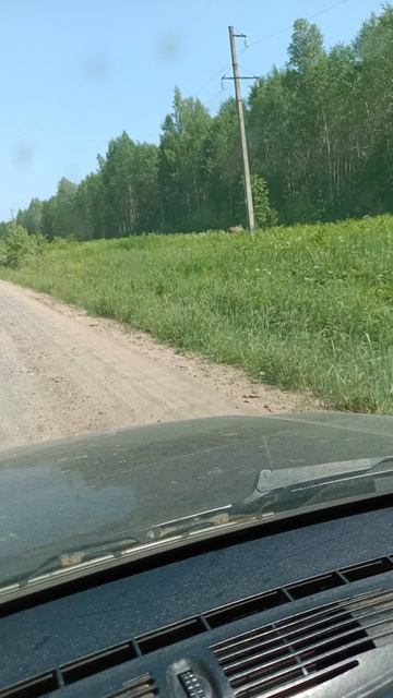 Лось вышел на дорогу