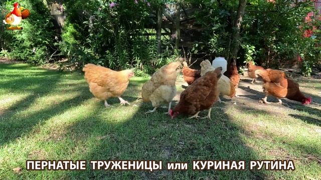 Куры несушки свободного выгула и их обычная куриная рутина – эпизод (464)